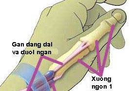 VIÊM GÂN VÙNG MỎM TRÂM QUAY CỔ CHỮA TRỊ NGAY LẬP TỨC!