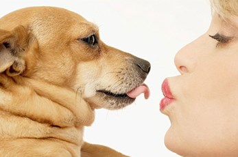 BỆNH NGỨA  DO SÁN CHÓ CÓ ĐIỀU TRỊ ĐƯỢC KHÔNG ?