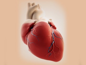 Vì sao dấu hiệu đau tim ở phụ nữ lại khác với nam giới?