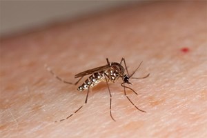 Hà Nội: Bệnh tay chân miệng, sởi, sốt xuất huyết hoành hành khắp các quận, huyện